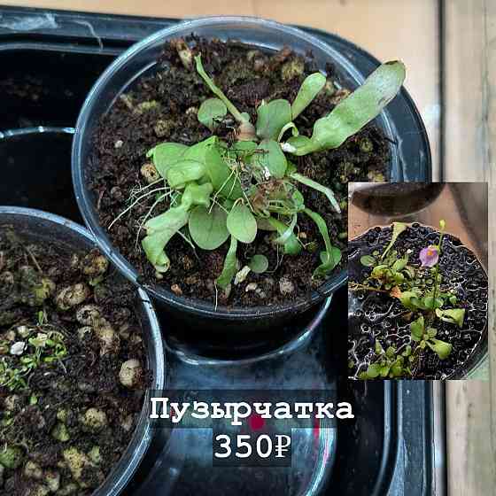 Хищные растения Донецк