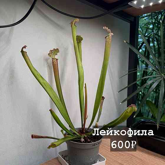 Хищные растения Донецк
