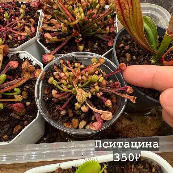 Хищные растения Донецк