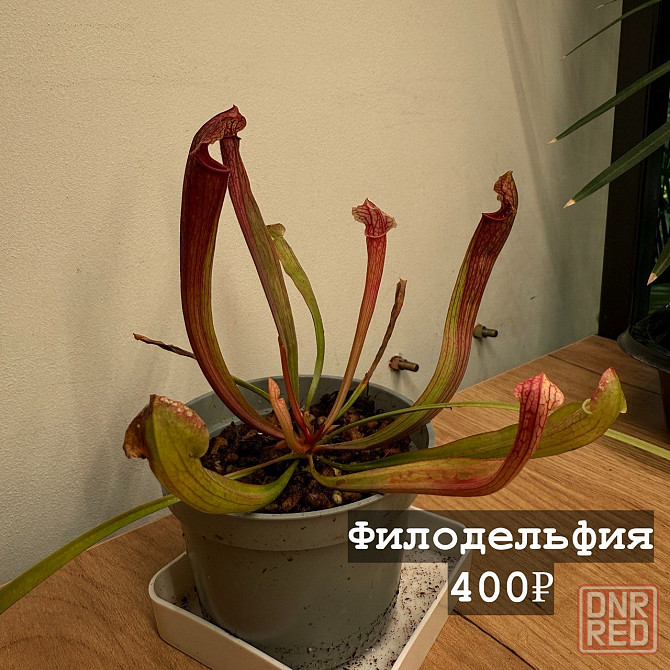 Хищные растения Донецк - изображение 6