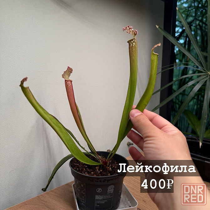 Хищные растения Донецк - изображение 7