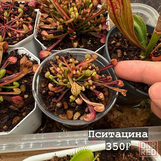 Хищные растения Донецк - изображение 3