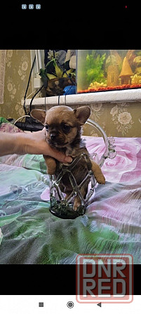 продам щенков чихуа Донецк - изображение 3