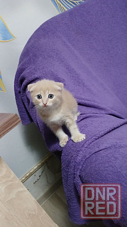 продам котенка Донецк - изображение 3