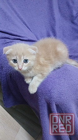 продам котенка Донецк - изображение 4