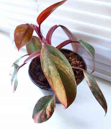 Филодендрон Phil.Emerald Red var Макеевка