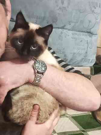 Продам сиамского котенка Донецк