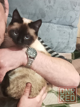 Продам сиамского котенка Донецк - изображение 6