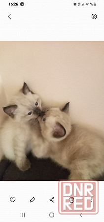 Продам сиамского котенка Донецк - изображение 4