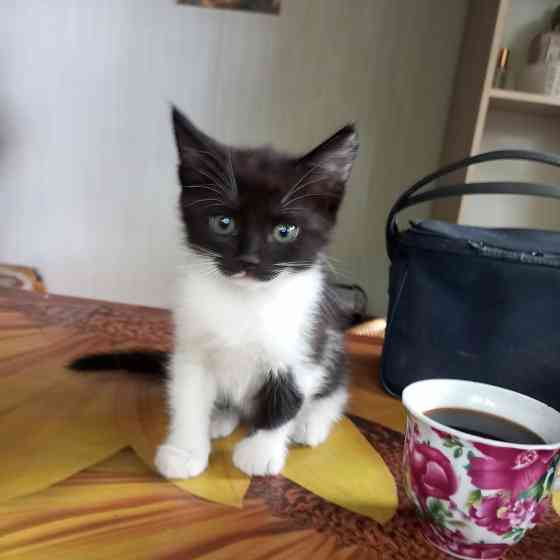 Котята в добрые руки Донецк