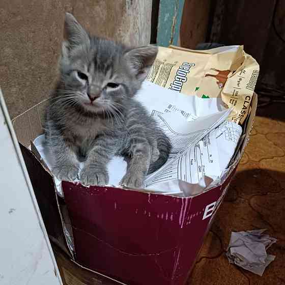 Отдам котят в добрые руки Донецк