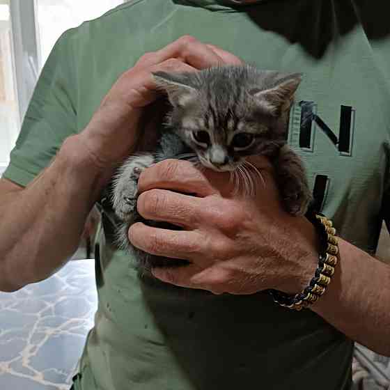 Отдам котят в добрые руки Донецк