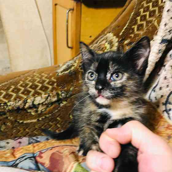 Отдам в хорошие руки Донецк
