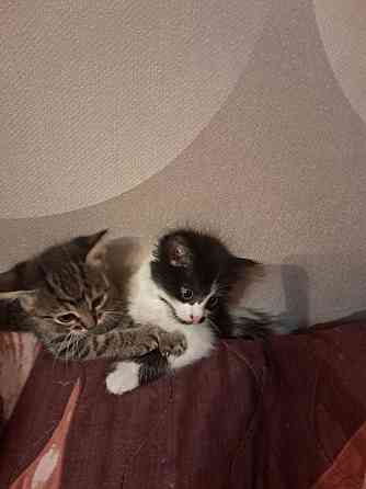 Отдам котят в добрые руки Донецк