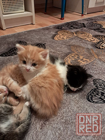 Отдам котят в добрые руки Донецк - изображение 6