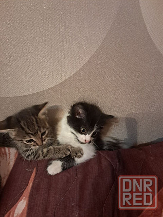 Отдам котят в добрые руки Донецк - изображение 1