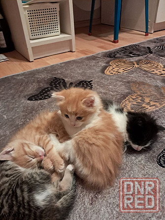 Отдам котят в добрые руки Донецк - изображение 3
