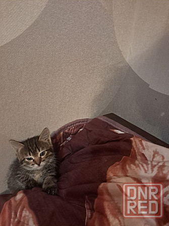 Отдам котят в добрые руки Донецк - изображение 2