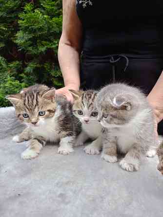 Продам шотландских котят Донецк