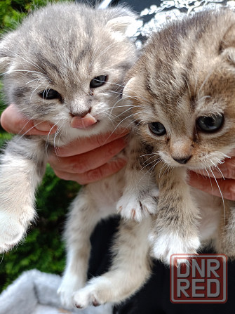 Продам шотландских котят Донецк - изображение 2
