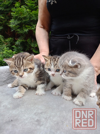 Продам шотландских котят Донецк - изображение 3