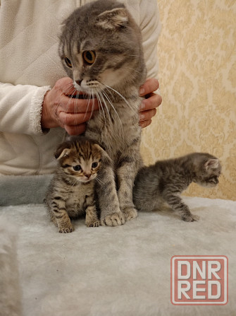 Продам шотландских котят Донецк - изображение 4