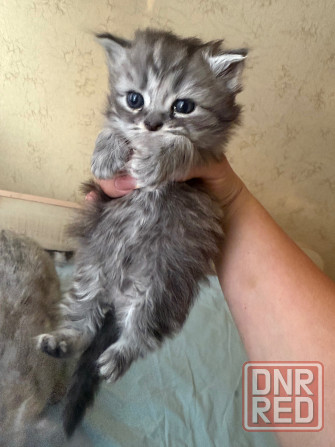 Продам красивых котят Макеевка - изображение 4