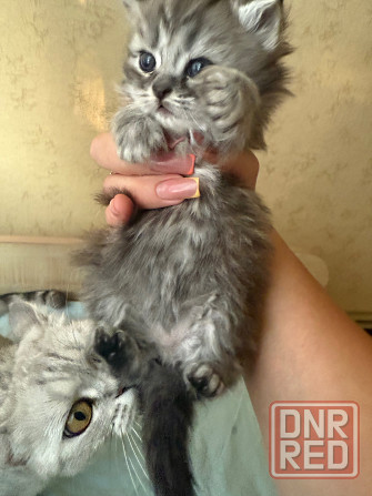Продам красивых котят Макеевка - изображение 5