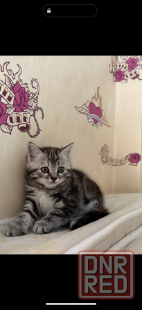 Продам красивую малышку Макеевка - изображение 1