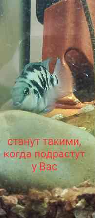 Рыбки сапфировые попугаи Донецк