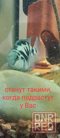 Рыбки сапфировые попугаи Донецк - изображение 2