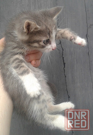 Котята - рыжий мальчик, серая девочка, серый мальчик Донецк - изображение 7
