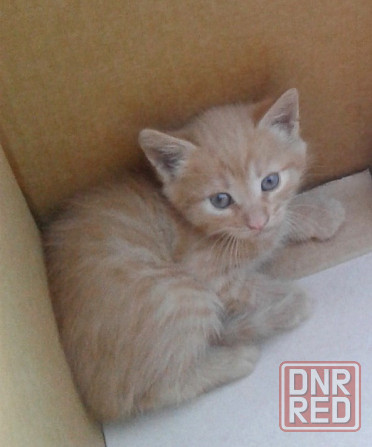 Котята - рыжий мальчик, серая девочка, серый мальчик Донецк - изображение 1