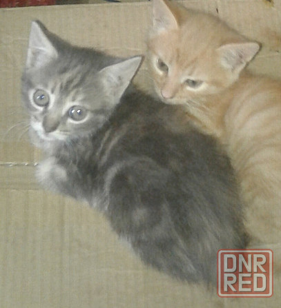 Котята - рыжий мальчик, серая девочка, серый мальчик Донецк - изображение 6