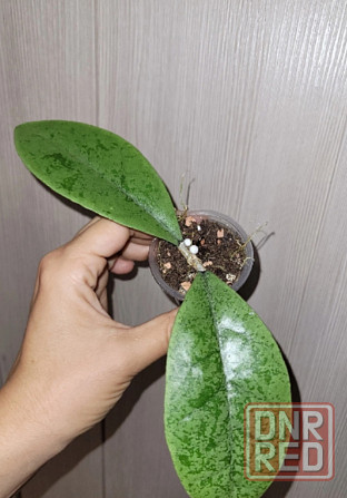 Продам хойи Макеевка - изображение 1