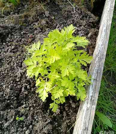 Ромашка мелкая садовая Донецк