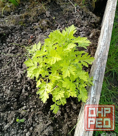 Ромашка мелкая садовая Донецк - изображение 2