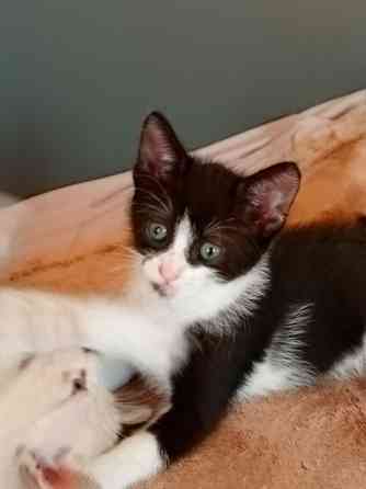 Котята даром Макеевка