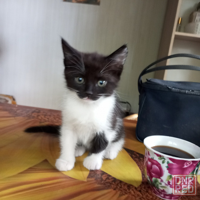 Котята в добрые руки Донецк - изображение 5
