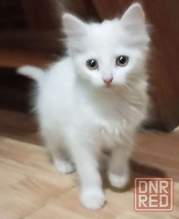 Котята в добрые руки Донецк - изображение 4