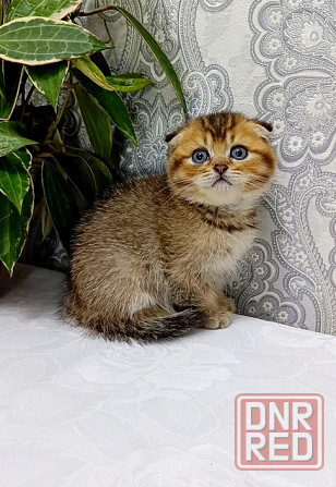 Шотландский Мальчик Макеевка - изображение 1
