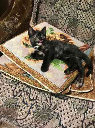 Подарю котенка Донецк