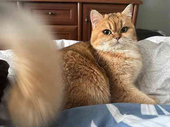 Котята золотая шиншилла Донецк