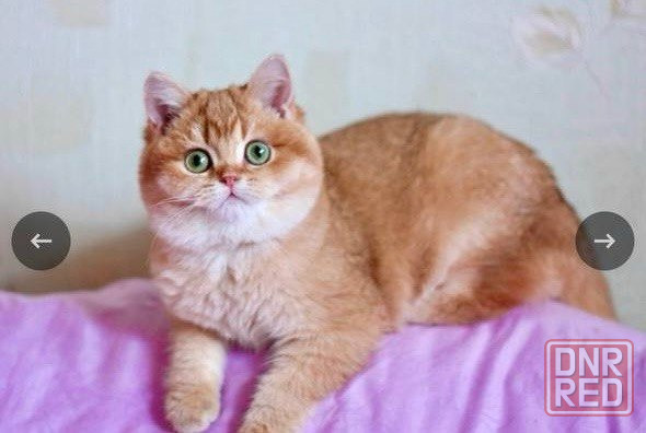 Котята золотая шиншилла Донецк - изображение 5