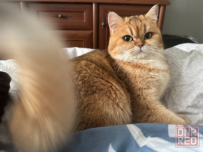 Котята золотая шиншилла Донецк - изображение 4