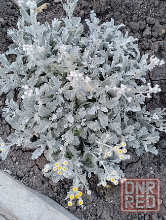 Почвопокровники: седум(очиток), пижма декоративная (сизая). вербейник монетчатый, флокс шиловидный. Донецк - изображение 3