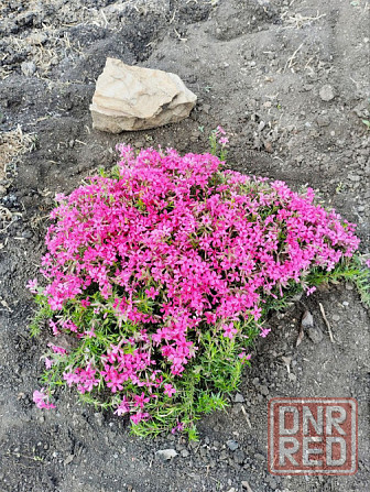 Почвопокровники: седум(очиток), пижма декоративная (сизая). вербейник монетчатый, флокс шиловидный. Донецк - изображение 7