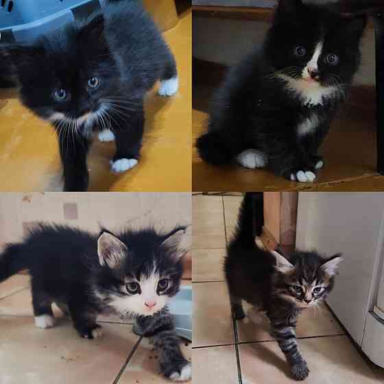 Отдам котят в добрые руки Макеевка