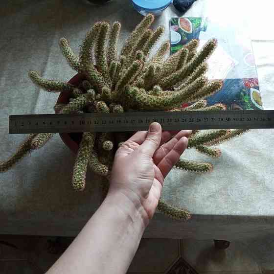 Кактус маммилярия Донецк