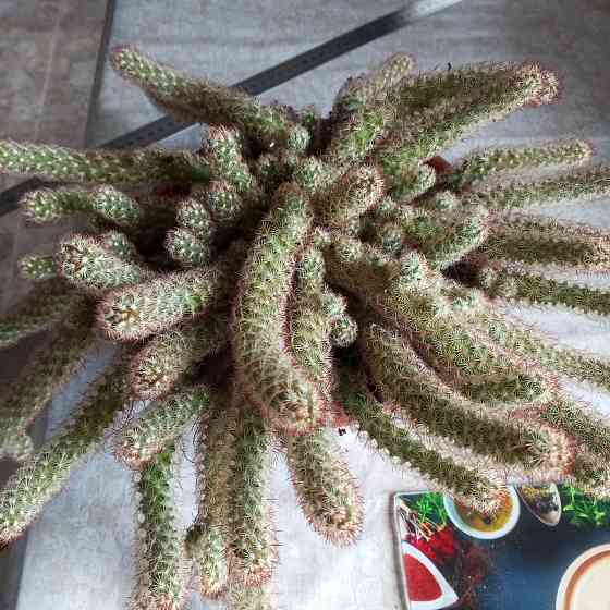 Кактус маммилярия Донецк